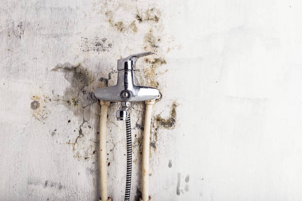 Best DIY Mold Remediation Support Services in Kure Beach, NC