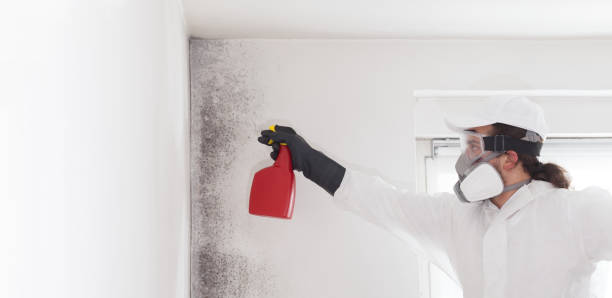 Trusted Kure Beach, NC Mold Remediation Experts