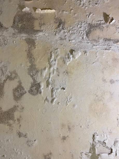 Best Residential Mold Remediation in Kure Beach, NC